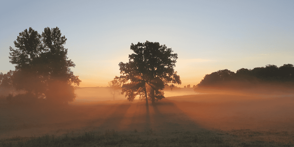 Cada árbol se conoce por su fruto