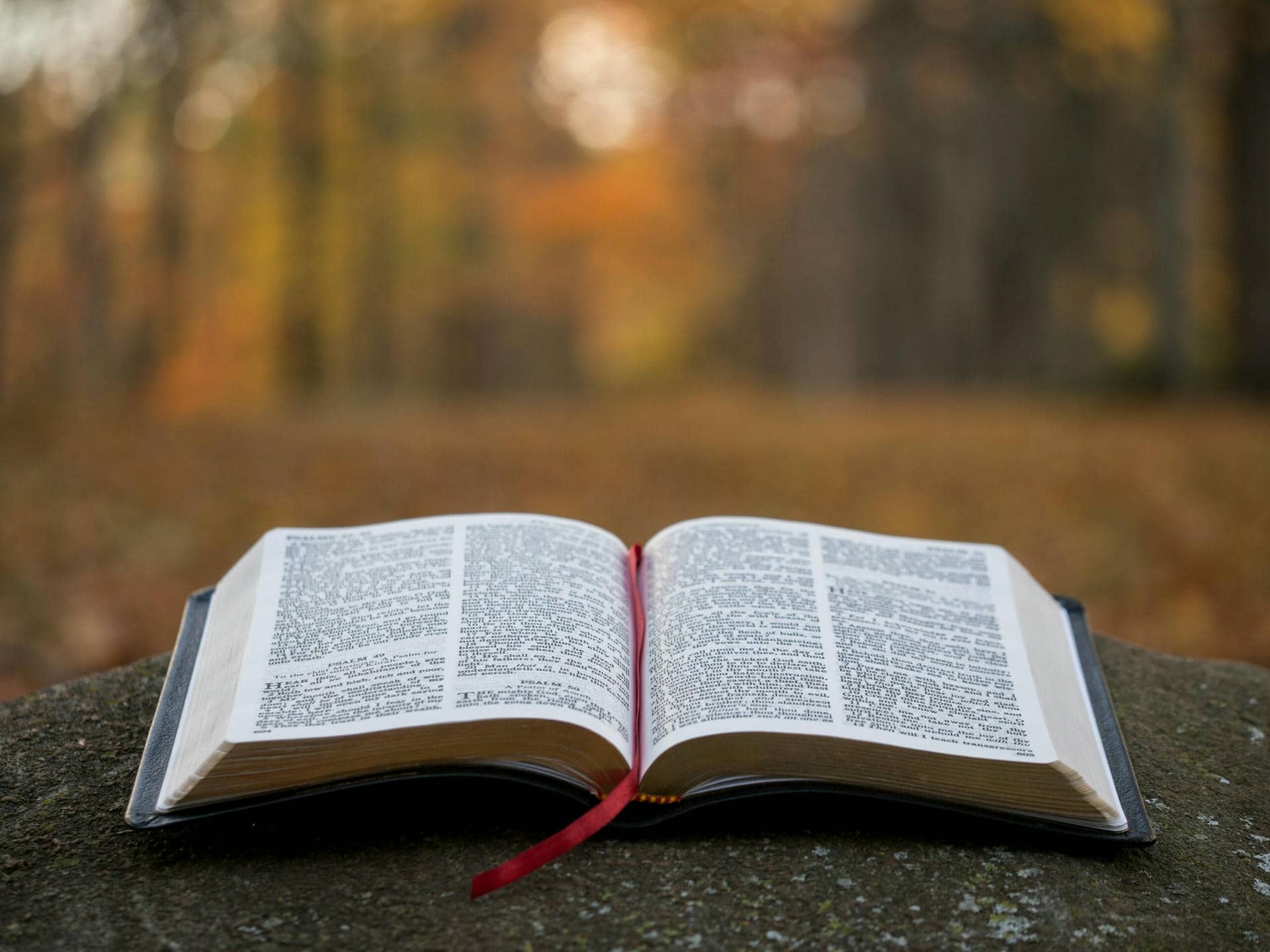 Comentario Evangelio Darío Mollá sj